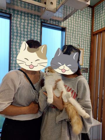 スコティッシュフォールド