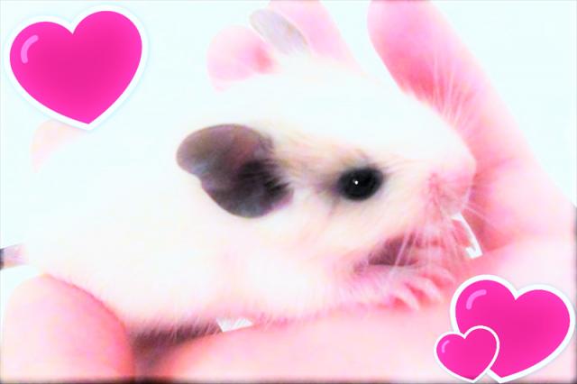 💕アンデス山脈の歌うねずみデグー💕