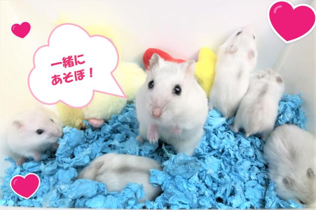 💕ベタ慣れジャンガリアンハムスター💕