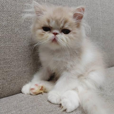 エキゾチックロングヘアー