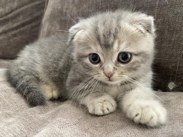 ミヌエット（旧ナポレオン）