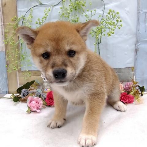 柴犬