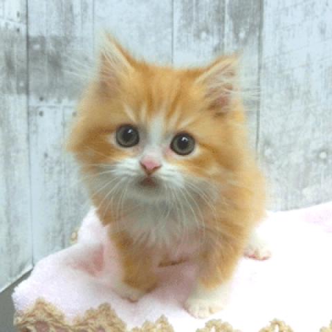 ラガマフィン