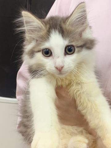 ノルウェージャンフォレストキャット