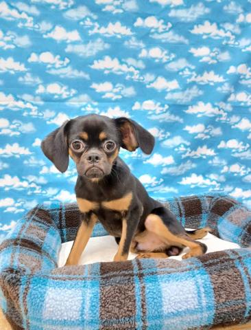 プチブラバンソン