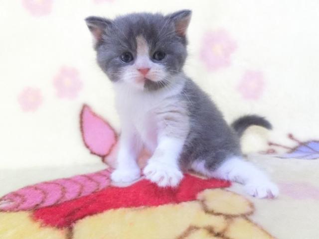 Goronya S 鹿児島県 子犬や子猫たちのペット販売情報が満載 ペットステーション Goronya S 鹿児島県 子犬や子猫たちのペット販売情報が満載 ペットステーション