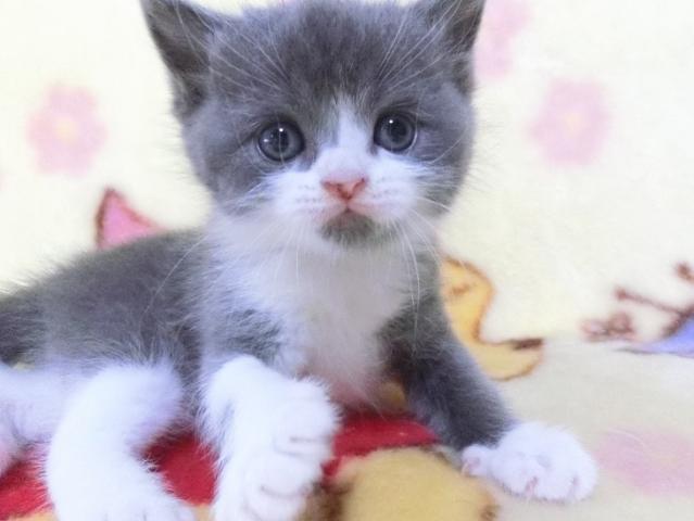 Goronya S 鹿児島県 子犬や子猫たちのペット販売情報が満載 ペットステーション Goronya S 鹿児島県 子犬や子猫たちのペット販売情報が満載 ペットステーション