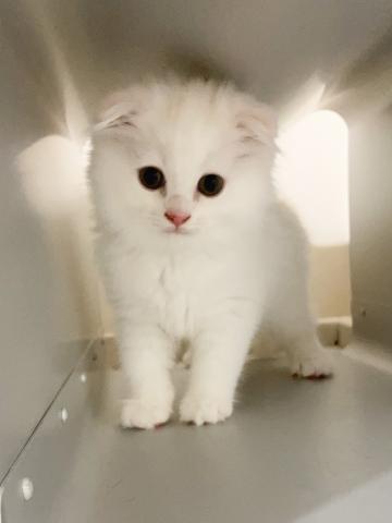 スコティッシュフォールド