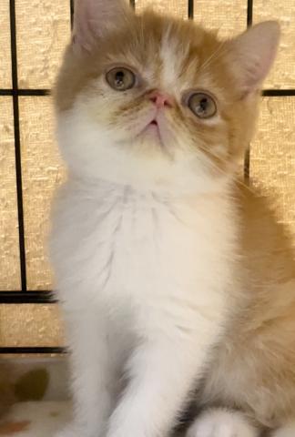 エキゾチックショートヘアー