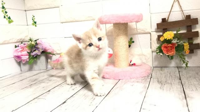 マンチカン