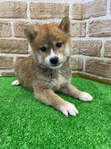 ペットショップaペット 枚方店 大阪府 子犬や子猫たちのペット販売情報が満載 ペットステーション ペットショップaペット 枚方店 大阪府 子犬や子猫たちのペット販売情報が満載 ペットステーション