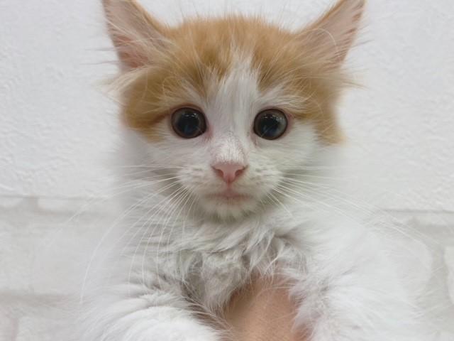 ノルウェージャンフォレストキャット
