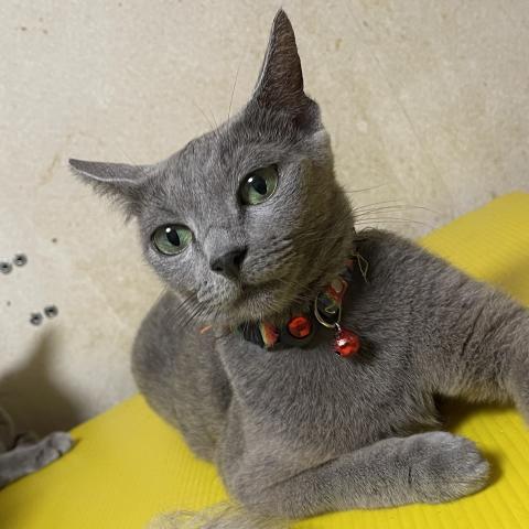 ロシアンブルーロシアンブルー引退猫