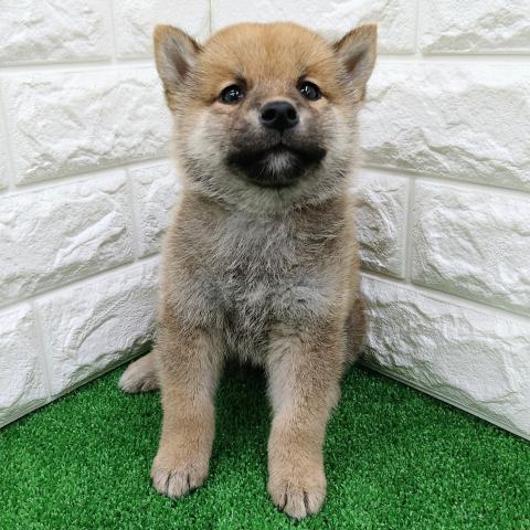 柴犬