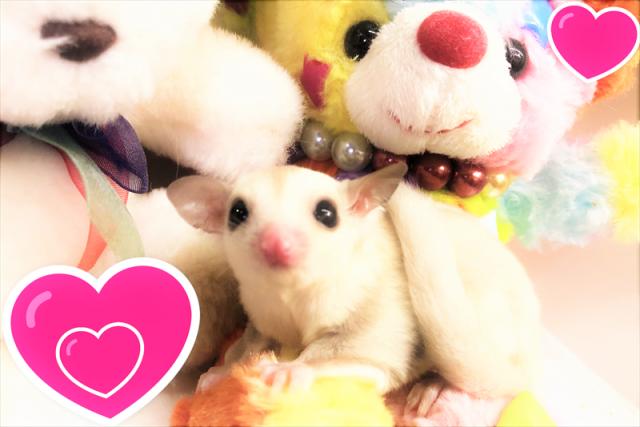💕小さな天使フクロモモンガ💕