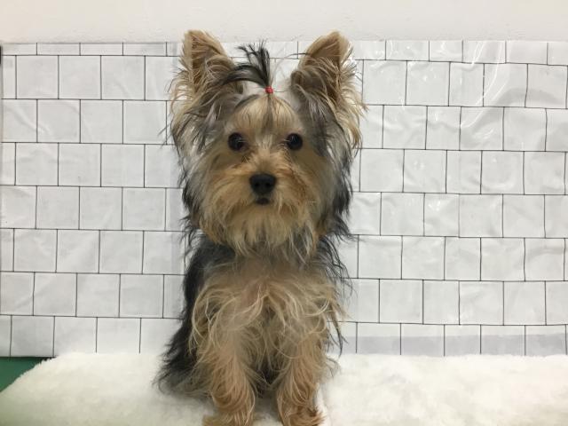 ヨークシャーテリア