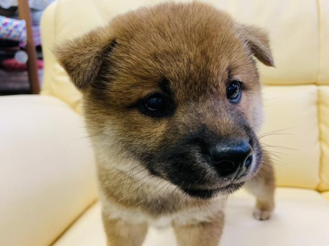柴犬