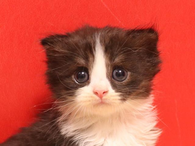 スコティッシュフォールド