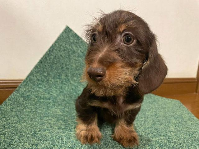 ミニチュアダックスフンド