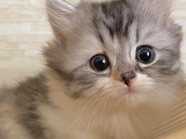 ミヌエット(旧ナポレオン)