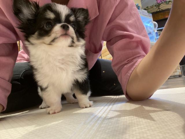 チワワ(ロングコート)