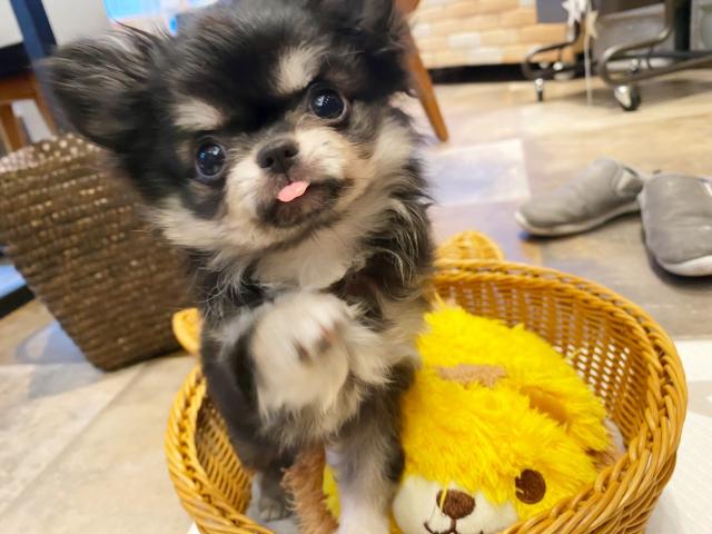 チワワ(ロングコート)