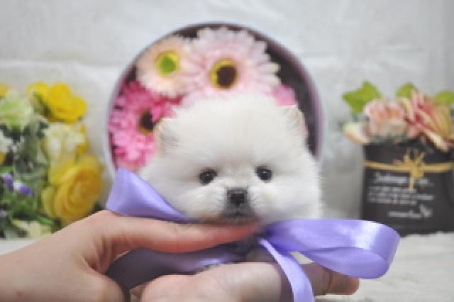ポメラニアン