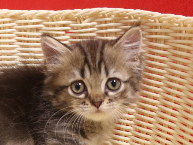 ミヌエット（旧ナポレオン）