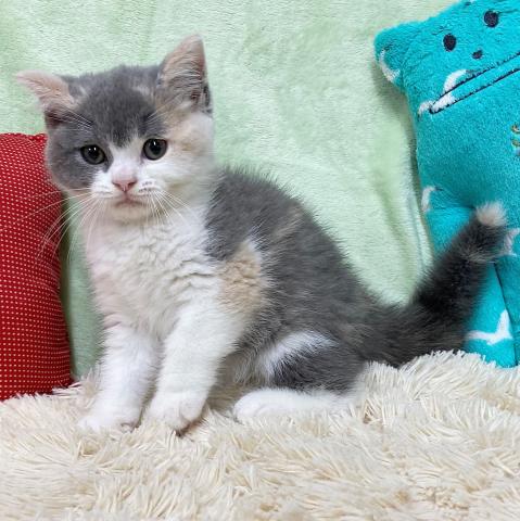 ブリティッシュショートヘア