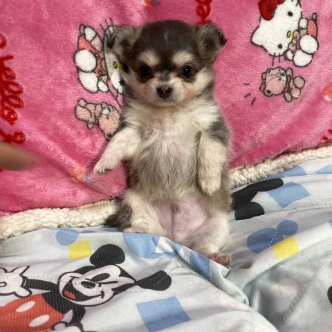 チワワ（ロングコート）