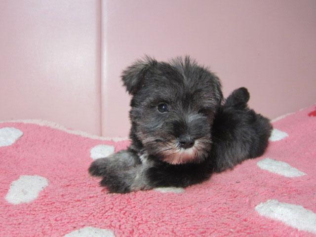 ミニチュアシュナウザー