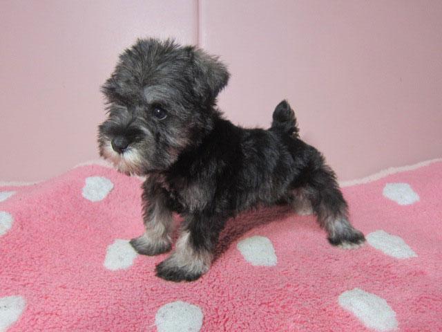 ミニチュアシュナウザー