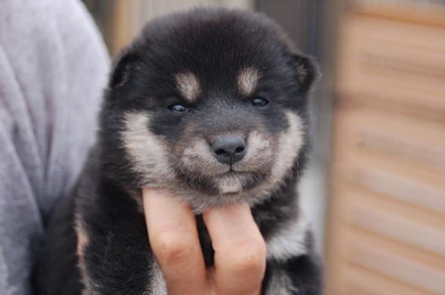 柴犬