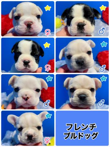 フレンチブルドッグ可愛すぎてたまらん(´•ω•ˋ)