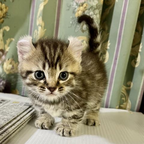 キンカロー短足カール耳