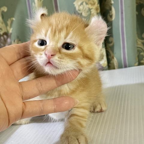 キンカロー短足 カール耳