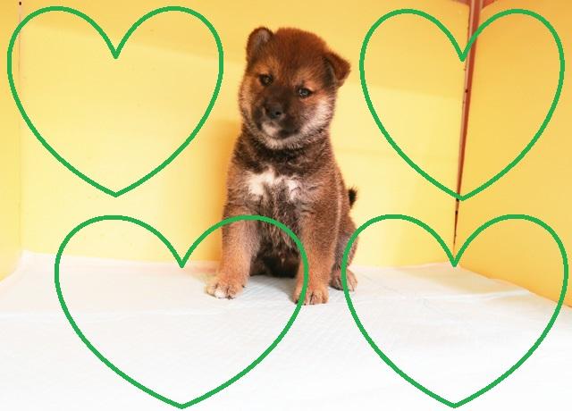 柴犬