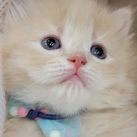 サイベリアン💙ルシアン