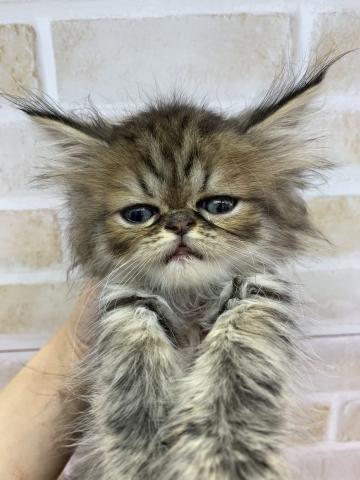 ペルシャ