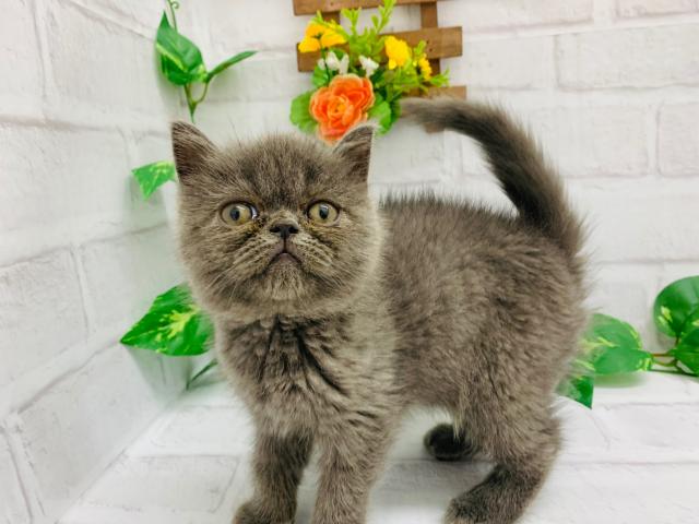 エキゾチックショートヘアー