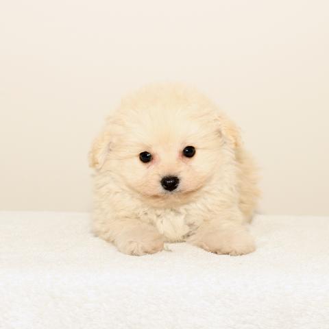 Dog Dog 熊本県 子犬や子猫たちのペット販売情報が満載 ペットステーション Dog Dog 熊本県 子犬や子猫たちのペット販売情報が満載 ペットステーション