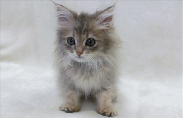 タレント猫専門店 ねこランド春日部西口店 埼玉県 子犬や子猫たちのペット販売情報が満載 ペットステーション タレント猫専門店 ねこランド春日部西口店 埼玉県 子犬や子猫たちのペット販売情報が満載 ペットステーション