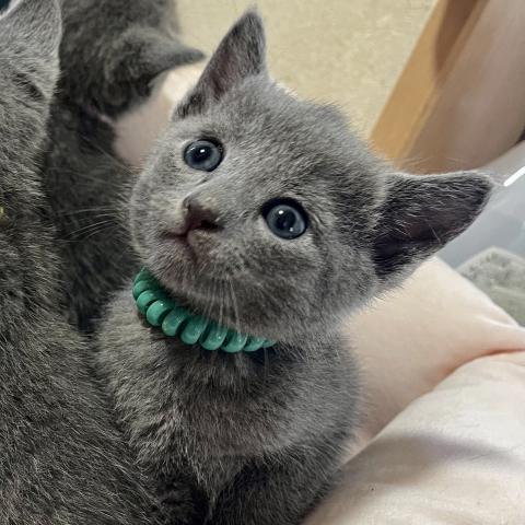 ロシアンブルー