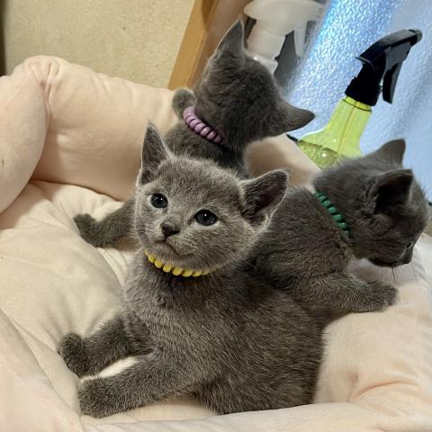 ロシアンブルー