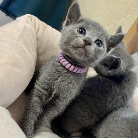 ロシアンブルー