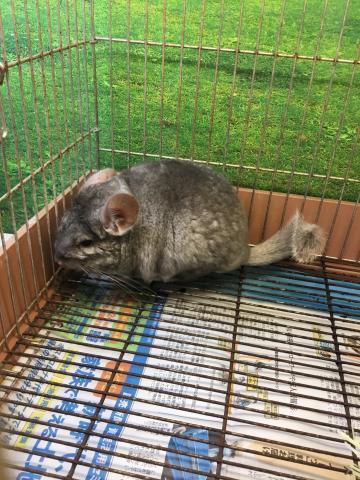 ペッツワン川本 埼玉県 子犬や子猫たちのペット販売情報が満載 ペットステーション ペッツワン川本 埼玉県 子犬や子猫たちのペット販売情報が満載 ペットステーション