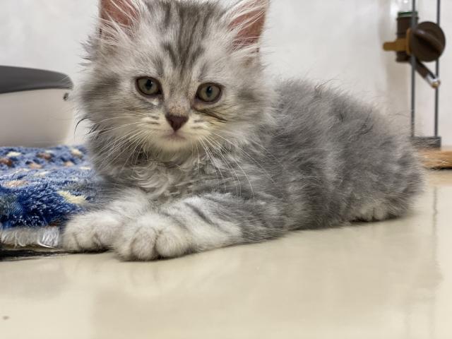 スコティッシュフォールド