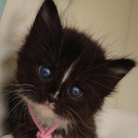 サイベリアン💗せいら