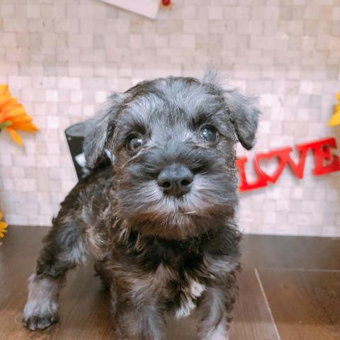 ミニチュアシュナウザー