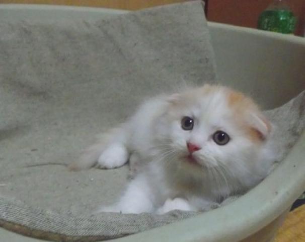 スコティッシュフォールド